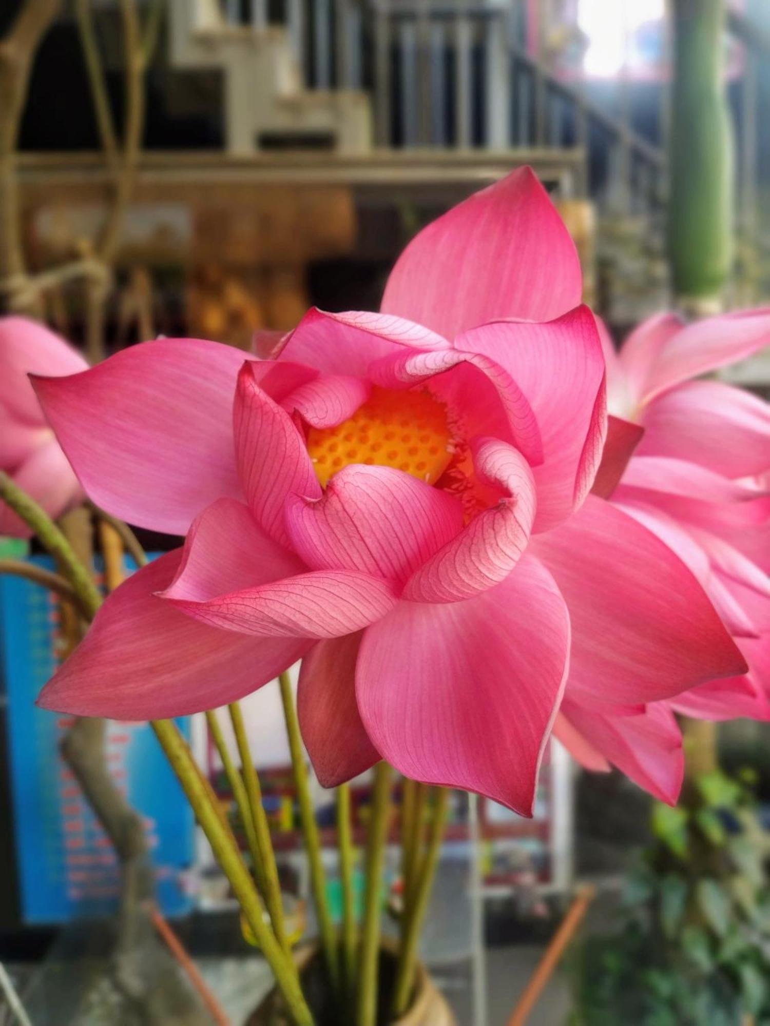 Q' Homestay Garden Villa Hue Buitenkant foto